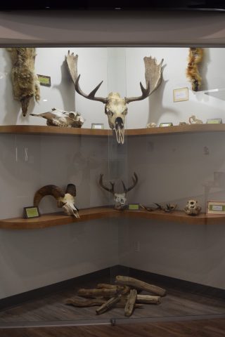 “The moose skull and antlers are small for a moose but they dominate in size over the rest of the animals,” observes MANS biology teacher Pattie Reasor. “It is amazing to see how big the black bear canines are.“ 