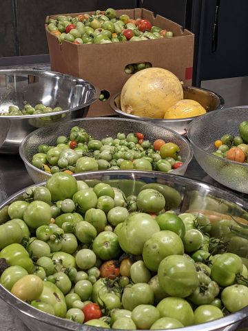 Over 150 lbs. of tomatoes were picked by excited students in the high school-wide harvest effort, and many quarts of tomato sauce and vegetable soups were prepared by students in food classes for MANS’ lunch program.  