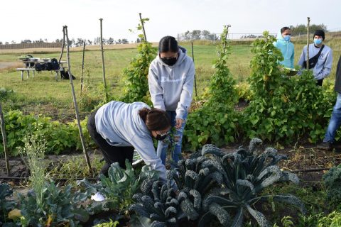 Students reap the nutrient-dense benefits of their hard work by harvesting kale, parsley and green beans